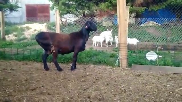 Гиссарский баран производитель смотреть онлайн