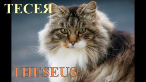 Изысканные клички Самые красивые и необычные клички для котов и кошек Как назвать кота или кошку)))