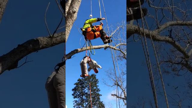 Edward - aerial rescue of tree climber смотреть онлайн