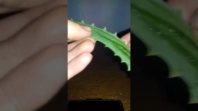 Алоэ - режу лист алоэ ~ Aloe - Cut The Leaf Of Aloe