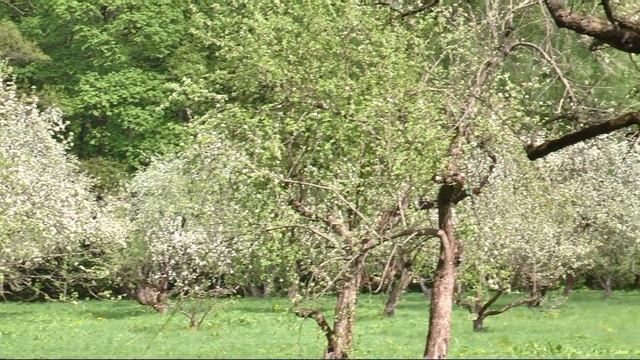 Ясная Поляна Музей усадьба ясная поляна смотреть онлайн