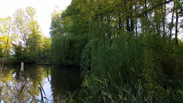 ВЕРБА плакуча. смотреть онлайн