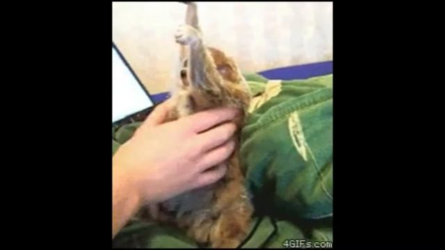 Милые Смешные животные №2 смотреть онлайн