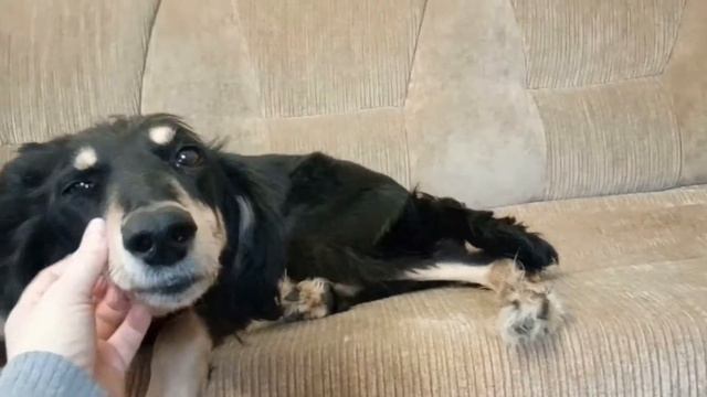 Салюки - взрослый игривый щеночек. Персидская борзая смотреть онлайн