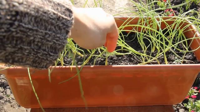 Лук Эксибишен - король салатных луков смотреть онлайн