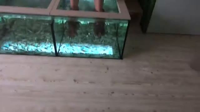 Лазаревское пилинг рыбками Гарра Руфа(Пятлин-Печора) смотреть онлайн