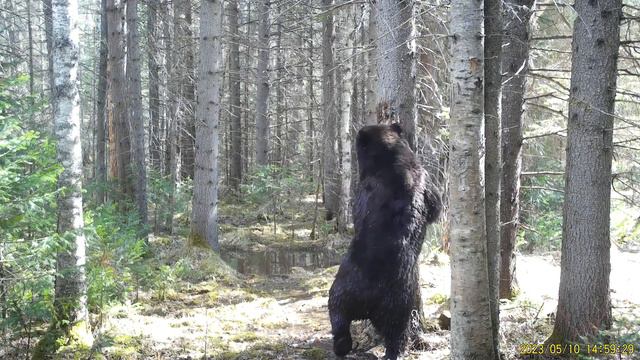 Сотрудники «Красноярских Столбов» показали, как Косолапый с удовольствием купается на малом водоёме смотреть онлайн