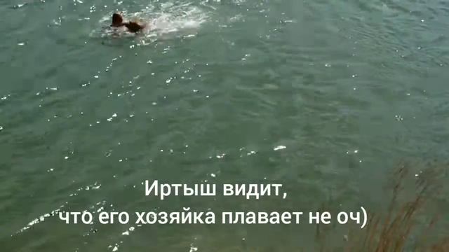 Шок! Инстинкт спасателя у собаки! смотреть онлайн