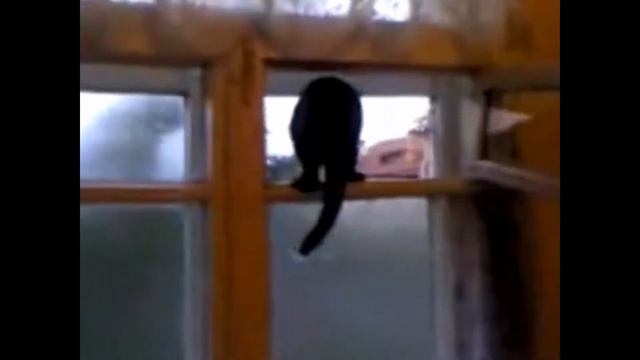 Crazy Funny Cat Compilation///Проделки смешных котов ) смотреть онлайн