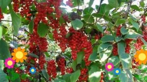 Лимонник китайский. Краткий обзор, описание характеристик, где купить крупномеры, саженцы