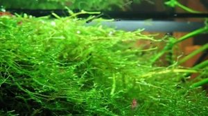 Микроразбора галактика - мальки