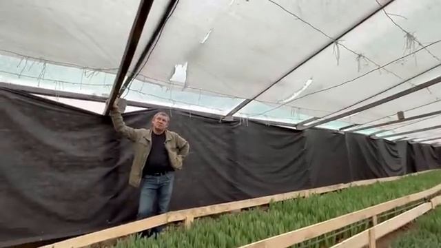 Выгонка тюльпанов в Краснодарском крае. Объезд производителей смотреть онлайн