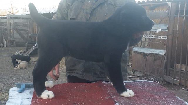 Алабай среднеазиатская овчарка из питомника Аз Марал +79278137957вайбер ватсап смотреть онлайн