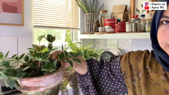 PLANT TOUR | TANAMAN HIAS KECE YANG MURAH смотреть онлайн