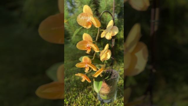 Орхидея фаленопсис Карина или Африканский закат 🔥🔥🔥 #phal смотреть онлайн