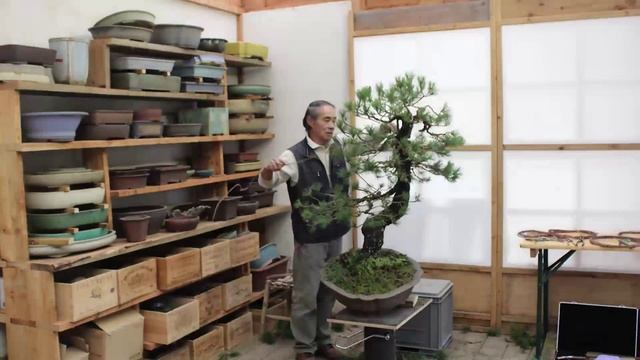 Bonsai Styling - Pinus mugo uncinata - Iwao Katagiri - Werner M. Busch смотреть онлайн