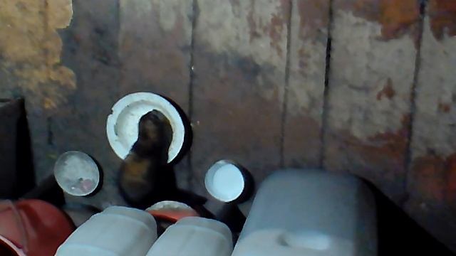 Дикий хорек в домашних условиях смотреть онлайн