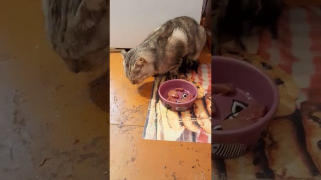КОТЫ ЛЮБЯТ СВИНЫЕ ПОЧКИ смотреть онлайн