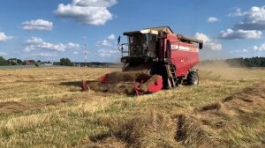 Раздельная уборка райграса пастбищного