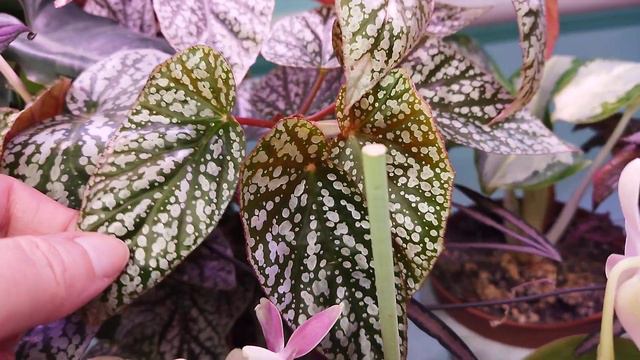 🌺 Обзор растений на стеллаже 🌿🌸/ 25 февраля смотреть онлайн