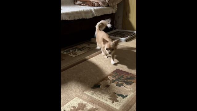 Общение двух чихуахуа смотреть онлайн