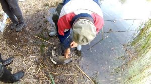 Ловля крупного карася , Карась на спиннинг , Самая лучшая снасть на карася и карпа / Карась и карп