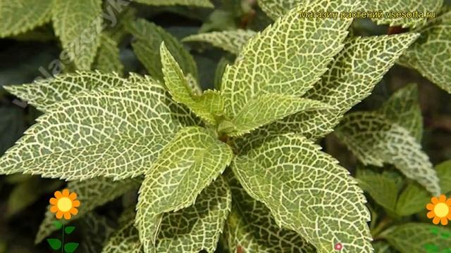 Форзиция корейская Кумсон. Краткий обзор, описание характеристик Forsythia X Koreana Kumson