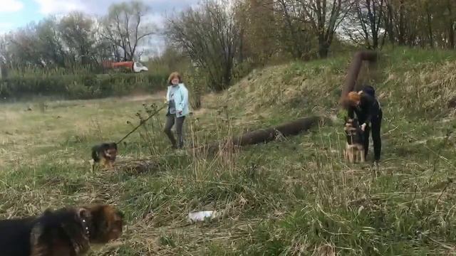 Видео запись выгула от Ovcharkalife смотреть онлайн