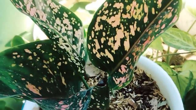 Aglaonema Pink Dalmation , Pink Dalmation Flower #bungaaglonema  #aglaonema #aglaonemaplant