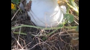 Очень много урожая с одной грядки, совместные посадки овощей