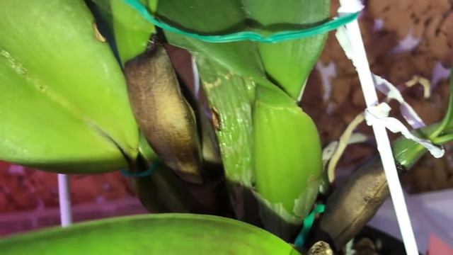 Virus test, orchids. Орхидеи. Тест на вирус. Ссылка в описании. смотреть онлайн