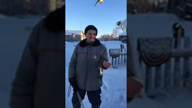 Ручные синички смотреть онлайн