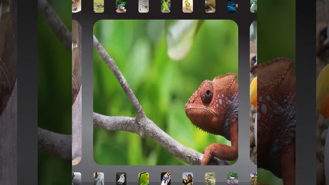 8 интересных фактов о хамелеонах