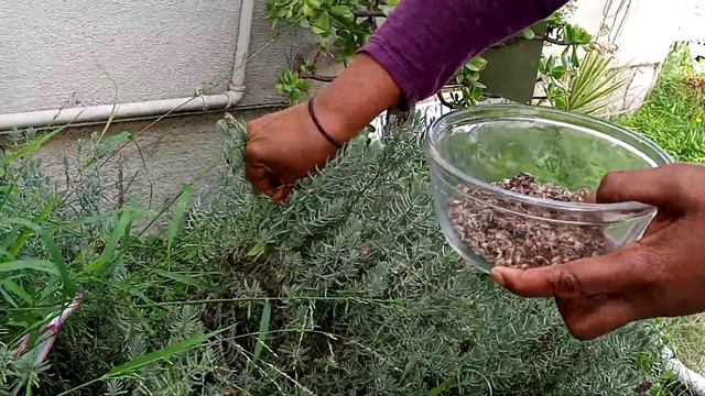 How To Harvest Lavender | Tea | #lavender смотреть онлайн