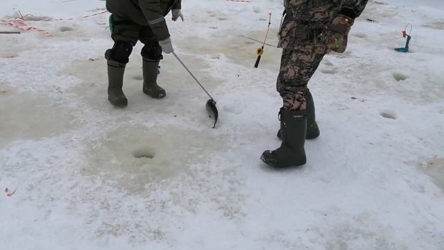 Светлые Горы Форель 24.01.2022г смотреть онлайн
