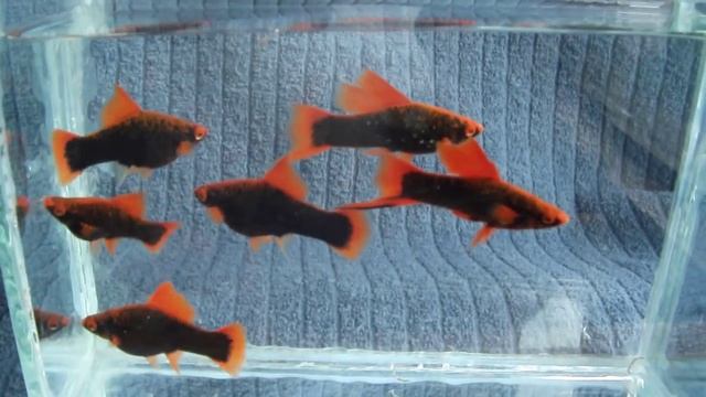 DSCF9496 - Черные меченосцы . смотреть онлайн