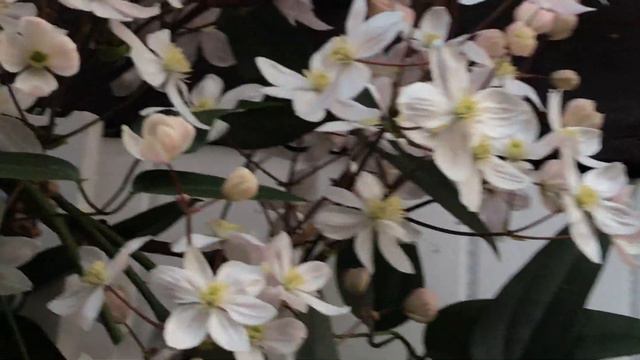 Clématite 'Clematis armandii Apple Blossom' Parfum d'amande à la vanille et au fleur d'oranger. смотреть онлайн
