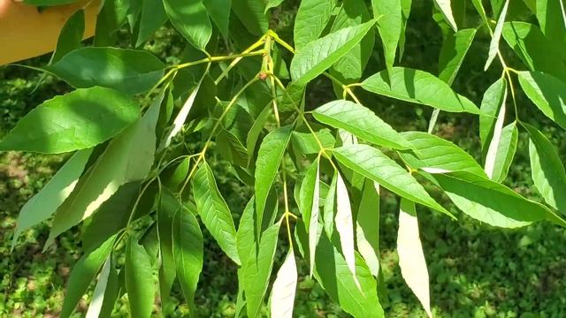 Fraxinus Americana - White Ash