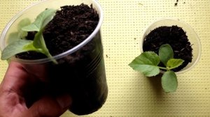 Важные советы по выращиванию рассады дынь / Выращивание бахчевых из рассады