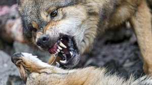 Жестокий мир дикой природы