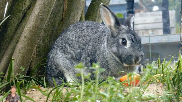 động vật ăn thịt, động vật ăn cỏ, âm thanh động vật, cá voi, sư tử, lợn, chó, ngựa, gà, mèo смотреть онлайн