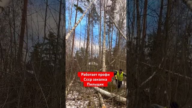 СПИЛ ДЕРЕВЬЕВ. ПИЛЬЩИК СССР ПОКАЗАЛ КЛАСС ? #участок #стройка #дача #дерево #стройка #строительство смотреть онлайн