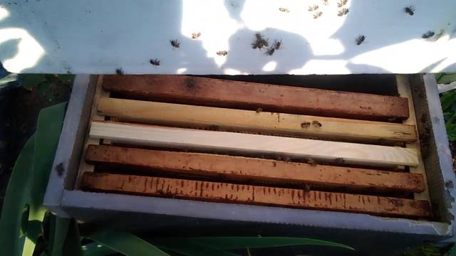 Где пчелы грызут пенопласт в первую очередь.Улей с ППС смотреть онлайн