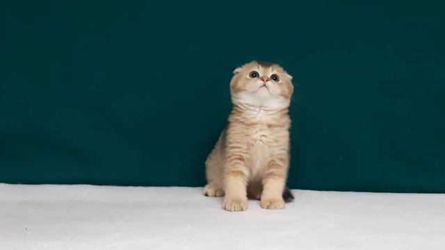 Horton (Хортон)