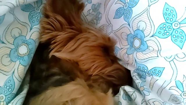 Дези снятся сладкие сны!