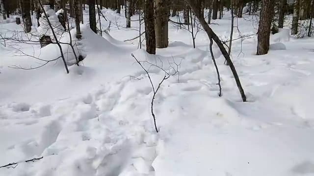 Волки съели лося. смотреть онлайн
