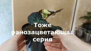 БЕДА С БЕГОНИЯМИ, НО ОНИ ВСЕ РАВНО ЗАЦВЕЛИ!