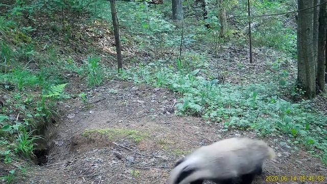 нора, барсук, волк смотреть онлайн