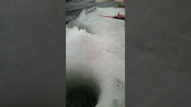 Зимняя Рыбалка.Бешеный клёв на реке Обь. смотреть онлайн