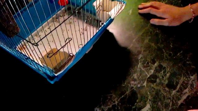 Мой попугай и рыбки смотреть онлайн